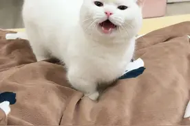 猫：活爹，谁能活得过你啊#猫咪的不服全写在脸上 #猫：你什么意思#心思全写在脸上的猫