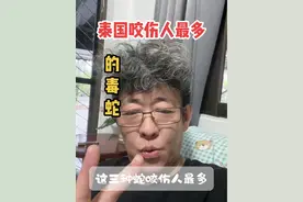 泰国咬伤人最多的毒蛇不是眼镜王蛇#红口蝮蛇 #眼镜王蛇 #清迈