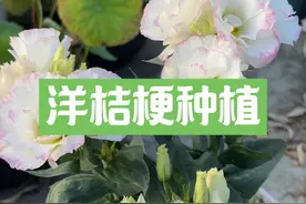 历时大半年，从小苗到开花，粉丝让种的洋桔梗真的绝了！ #七夕 #洋桔梗 #扬腾爱折腾