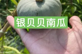 银色的贝贝南瓜 历时102天从种子到成熟，银色贝贝南瓜种植方法全过程#新农人计划2024 #贝贝南瓜视频封面