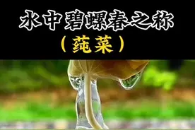 莼菜你有吃过吗#莼菜 #你的家乡有这种植物吗 #识百草