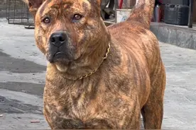 分享科普23种我国各地的本土犬 #中华田园犬