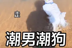 今天我们是"潮男" "潮狗" #西高地jojo #西高地白梗