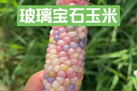粉粉嫩嫩的“玻璃宝石文玩玉米”种植方法全过程 #抖音商城#文玩玉米