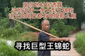 据当地村民透露说这附近有一条巨型王锦蛇，说它的尾巴都有锄把那么粗，传闻没人敢动它，今晚我们继续去寻找一下#户外 #蛇 #王锦蛇 #大自然 #农村生活