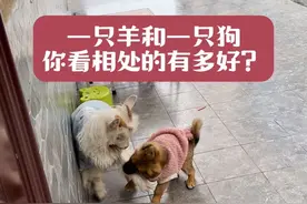 4个月大的小羊当“妈妈”了，它的孩子居然是捡来的一条流浪狗……#流浪狗救助 #新疆山羊 #搞笑视频视频封面