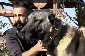 坎高犬和狼的1V1，凭借体型优势，疯狂攻击狼的要害#土耳其坎高犬 #牧民生活 #牧羊犬的职责