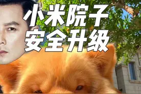 为了小米的安全，我给邻居家院子给升级了一下！ #土松 #中华田园犬 #哦可爱可爱 #萤石智能锁视频封面