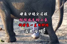 大象妈妈分娩全过程，成功生下小象后，大象妈妈一直踢小象视频封面
