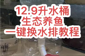 12.9升水桶如何实现生态养鱼，一键换水排便 教程来了，点赞收藏做起来！#西门阿坤的鱼 #新手养鱼 #养鱼经验分享 #养鱼日记 #变废为宝