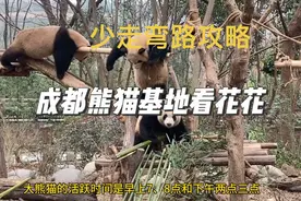 #旅行大玩家 成都熊猫基地几点能看到花花，这条少走弯路攻略奉上