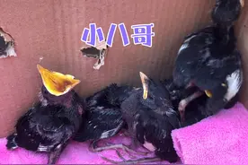 花鸟市场上的小八哥，就这种八哥养大能学人说话，黑八最聪明！视频封面