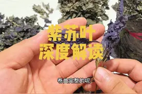 紫苏叶 深度解读 教你一些你能用到的知识 #紫苏叶 #紫苏#中药