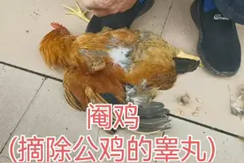 你见过农村阉鸡（公鸡睾丸摘除手术），下面实录全过程。