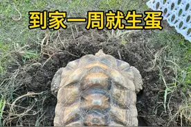 苏卡达总是能给你惊喜。#何山爱龟说 #神奇动物在抖音 #爬宠 #龟 #奇趣自然