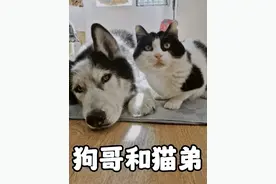 第93集丨13岁的哈士奇寿终正寝，相伴它六年的奶牛猫因悲伤过度，绝食18天后也跟着走了#狗狗 #哈士奇 #猫咪 #万物皆有灵性 #萌宠日常记录视频封面