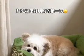 原来小狗也会有戒断反应… #万物可爱计划 #宅家治愈记 #潦草小狗视频封面