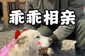 今天给俺家乖乖打扮漂亮的，带上大红花，穿上小花裙，来个全网相亲，看看谁家有漂亮的小公狗能和俺家乖乖搭上红线。#我的乡村生活 #狗狗相亲 #狗狗 #中华田园犬 #萌宠 @抖音热点 @抖音短视频 @抖音创作者中心