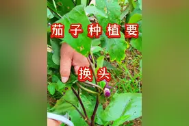 针对茄子种植后期出现的体弱多病问题，采用换头的处理办法能解决问题#每天分享蔬菜种植技巧 #茄子种植 #关注我一起学种菜 #茄子种植管理技术 #蔬菜种植技术