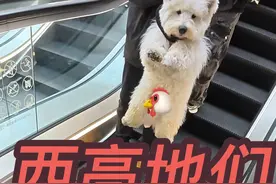 第一次见到这么多西高地！！ #西高地jojo #西高地白梗