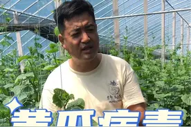 黄瓜病毒很好治！这个东西它就能治！ #蔬菜种植技术 #农业植保知识分享 #蔬菜基地 #黄瓜种植技术 #黄瓜种植