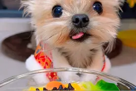 小狗年夜饭吃佛跳墙🥘 #约克夏 #狗狗吃播 #当你有只嘴馋小狗 #万物可爱计划 #宅家治愈记视频封面