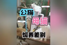 公猫母猫，饲养差别#新手养猫 #养猫人 #养猫新手视频封面