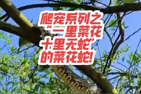爬宠系列之“一里菜花，十里无毒”的百蛇之王菜花蛇！#异宠视频封面