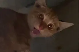 被老鼠夹夹断脚，还被卡在大货车架上的流浪猫现在怎么样了，求助人发现时不知道困了几天，拼命的向人求助！凶只是它用来保护自己的方式，它的后续来了！#流浪猫 #动物救援 #流浪动物救助 #众猫乐 #创作灵感视频封面