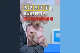 泰迪狗狗高发什么疾病？你知道么？ #萌宠出道计划 #科学养宠攻略 #狗狗 #泰迪视频封面