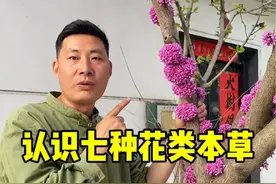 认识七种花类本草植物，地黄、白头翁、桃叶雅葱、紫花地丁、甜地丁、芫花、紫荆花。大家都认识几种呢？#你的家乡有这种植物吗 #植物科普 #花卉绿植 @抖音知识视频封面