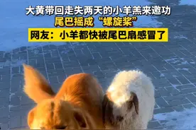 大黄带回走失两天的小羊羔来邀功，尾巴摇成“螺旋桨”，网友：小羊都快被尾巴扇感冒了 #狗狗的心思都写在脸上了 #羊群的守护者 #狗狗可以治愈一切不开心视频封面