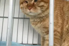 大橘猫的后续来了~视频封面