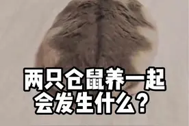 两只仓鼠养一起会发生什么？#金丝熊 #仓鼠 #仓鼠合笼视频封面