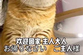 欢迎回来，主人大人 猫猫版 #配音 #日语