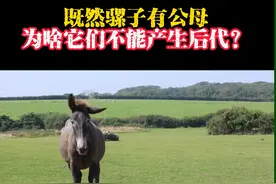 骡子既然走公母之分，为啥他俩不能繁殖后代？极端情况下，母骡是可以产下幼崽的！#科普 #神奇动物在抖音 #知识前沿派对 #这个视频很有料视频封面