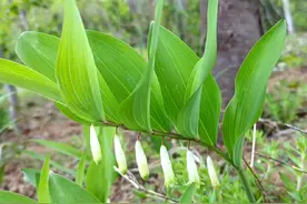 玉竹 玉竹和黄精你分清了吗？#一日一植物 #玉竹 #中药材 #科普一下