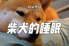 别打扰你爱睡觉的小柴，睡姿多姿多娇的他们正长身体呢。#柴犬 #柴柴日常 #狗狗的心思都写在脸上了 #萌宠日常记录 #萌宠出道计划视频封面