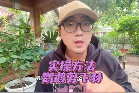 没有学不会的，鹦鹉最简单的剪飞羽方法！实操，超简单