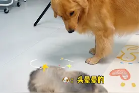 小狗到家17天，金毛的反应 #万物可爱计划 #宅家治愈记 #狗狗的心思都写在脸上了 #狗狗视频封面