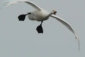 天鹅空中转向降落全过程，这操作比飞机还牛 #白天鹅 #图160