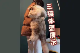 通过几个参照物感受一下大型传统系布偶猫的尺寸 #万物可爱计划 #宅家治愈记 #橘猫 #加菲猫 #布偶猫