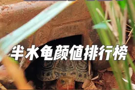 半水龟颜值排行榜前10名！你心目中第一名是谁？#黄缘闭壳龟 #半水龟 #箱龟 #龟宠时代 #国龟黄缘