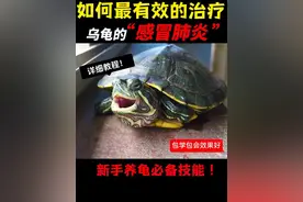 一个视频告诉你，如何最有效的治疗乌龟的感冒肺炎！