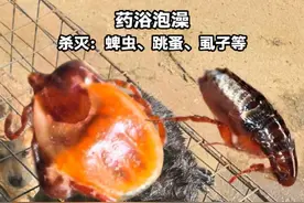 小狗药浴泡澡，大狗可以用喷雾器喷洒狗狗全身湿透，可以杀灭各种：蜱虫、跳蚤、虱子等，剩下的水不要倒，可以拿来喷洒场地环境，杀灭场地环境中的各种幼虫跟虫卵，避免爬到狗狗身上。#狗狗养护知识 #如何给狗狗驱虫 #驱虫 #除赖灵 #狗狗驱虫