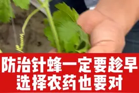 这个针蜂药非常高效，蚜虫和黄守瓜都可以打 防治针蜂一定要趁早，选择农药选对#三农 #西瓜种植 #苦瓜种植#丝瓜种植#抖音助农