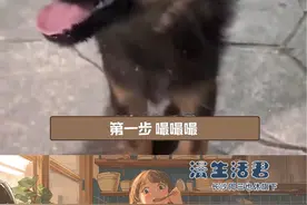 摸小狗前要先给闻手哦～#小狗 #流浪狗 #这个世界不能没有小狗 #治愈 #可爱视频封面