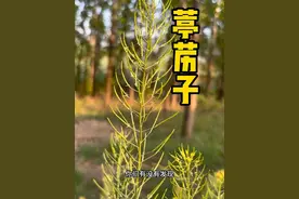 原来葶苈子就是麦田里的那种杂草，你们小时候拔过吗#内容启发搜索 #葶苈子 #南葶苈子 #播娘蒿 #三农视频封面