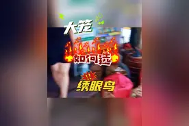 大笼如何选绣眼鸟（国外拍摄录制）#鸟类 #养鸟经验分享