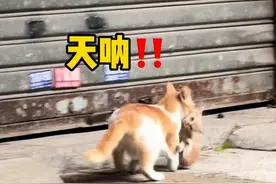 受一群好心人委托，抓一只残疾猫妈妈和它的宝宝，看到猫妈妈那一刻泪目了，再苦再难都没放弃自己孩子，母爱伟大#猫妈妈保护自己的孩子 #母爱不分物种 #明仔团队 #流浪猫领养视频封面